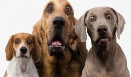 二狗最新爆料视频下载,幕后真相大曝光！